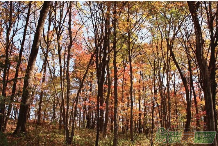 中國森林生態(tài)系統(tǒng)碳儲量：動態(tài)及機制