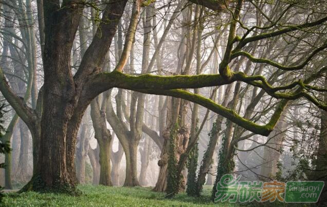重建森林逆轉全球氣候變化的關鍵？