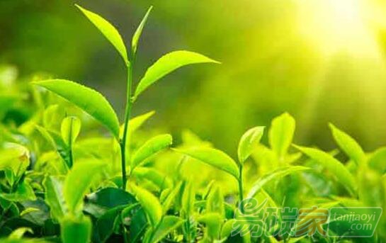 碳減排，跨國(guó)公司如何做？